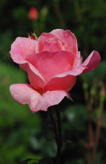 RoseDay 이미지
