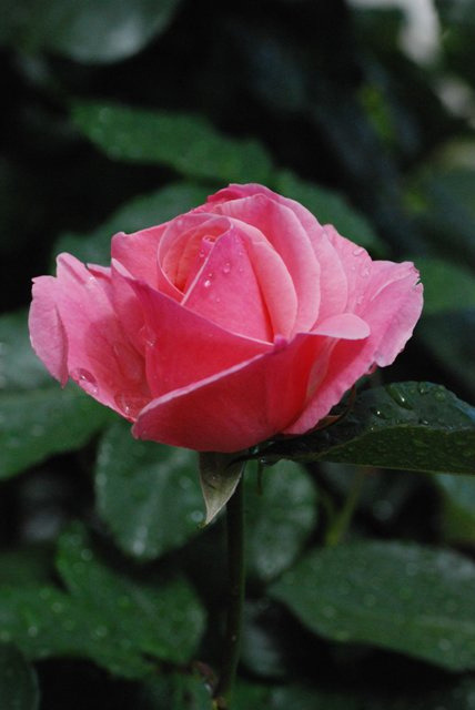 RoseDay 이미지